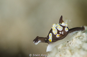 Y O L K
Sea slug (Colpodaspis thompsoni)
Anilao, Philip... by Irwin Ang 